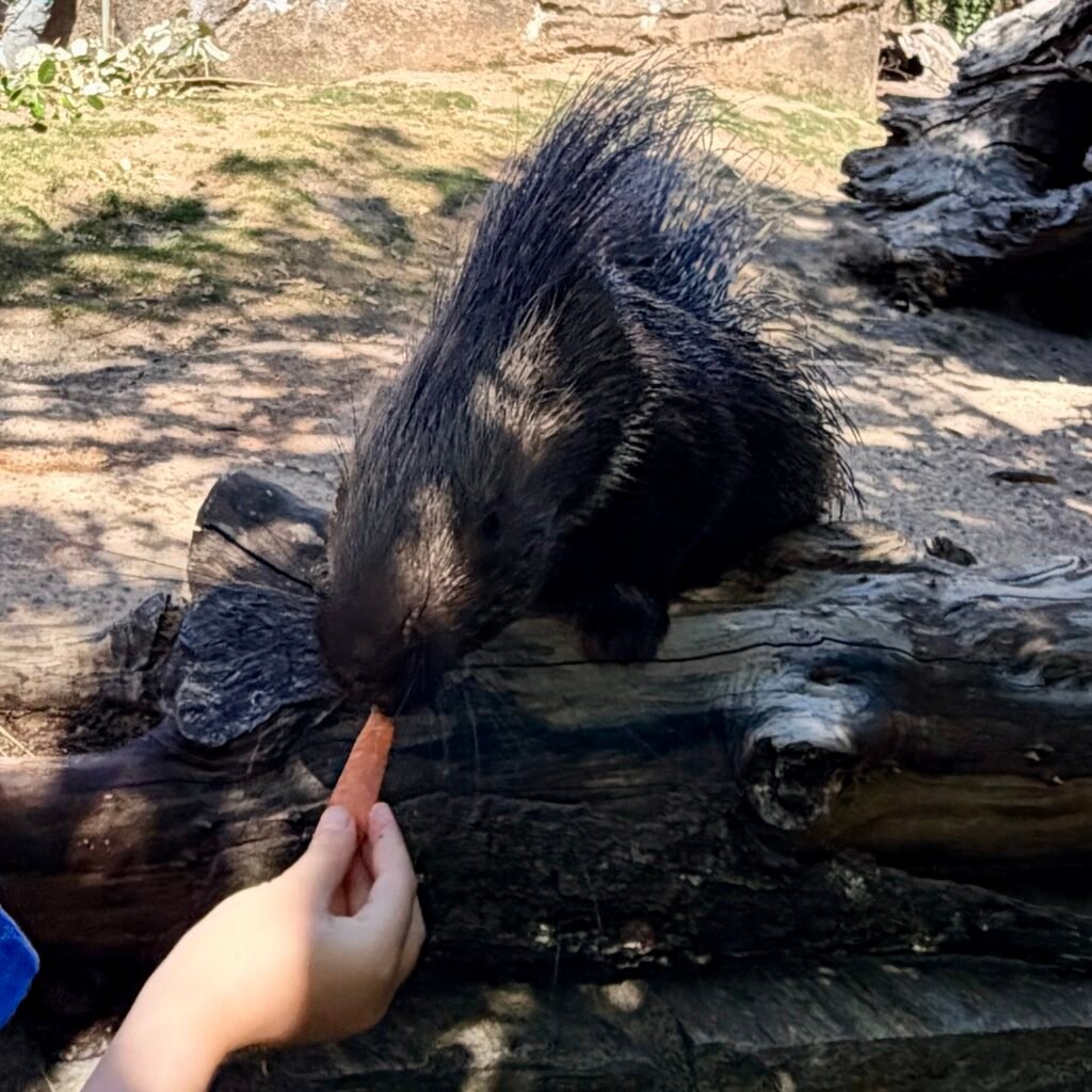 Porcupine feeding at Zoo Zürich with Family Animal Encounters, Best Exhibits & Practical Tips⁠