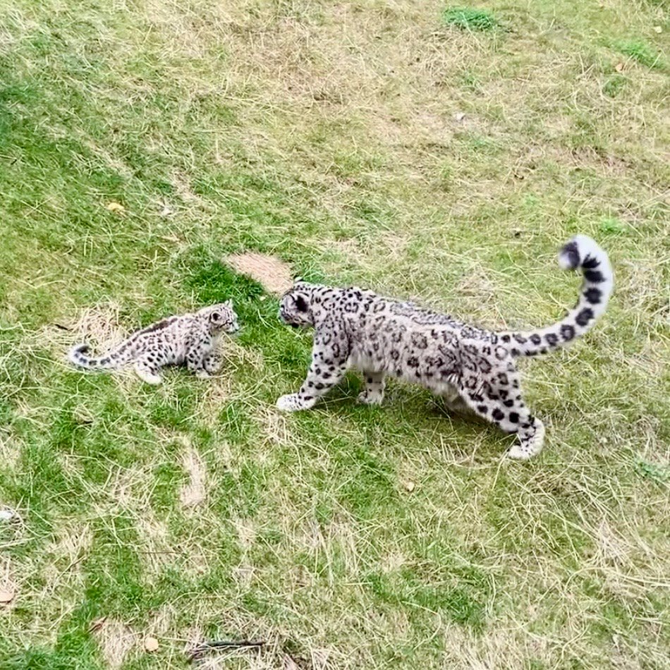Snow leopard with baby at Zoo Zürich with Family Animal Encounters, Best Exhibits & Practical Tips⁠