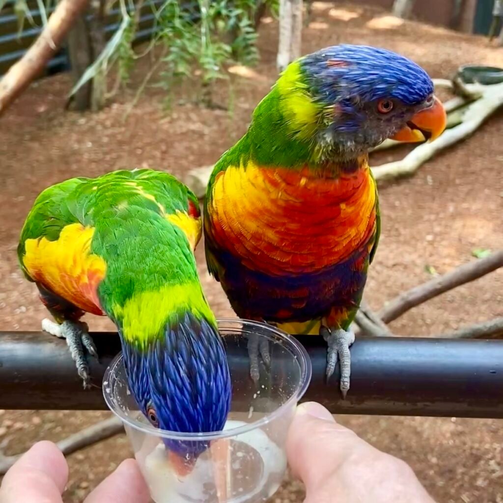 Parrot feeding at Zoo Zürich with Family Animal Encounters, Best Exhibits & Practical Tips⁠