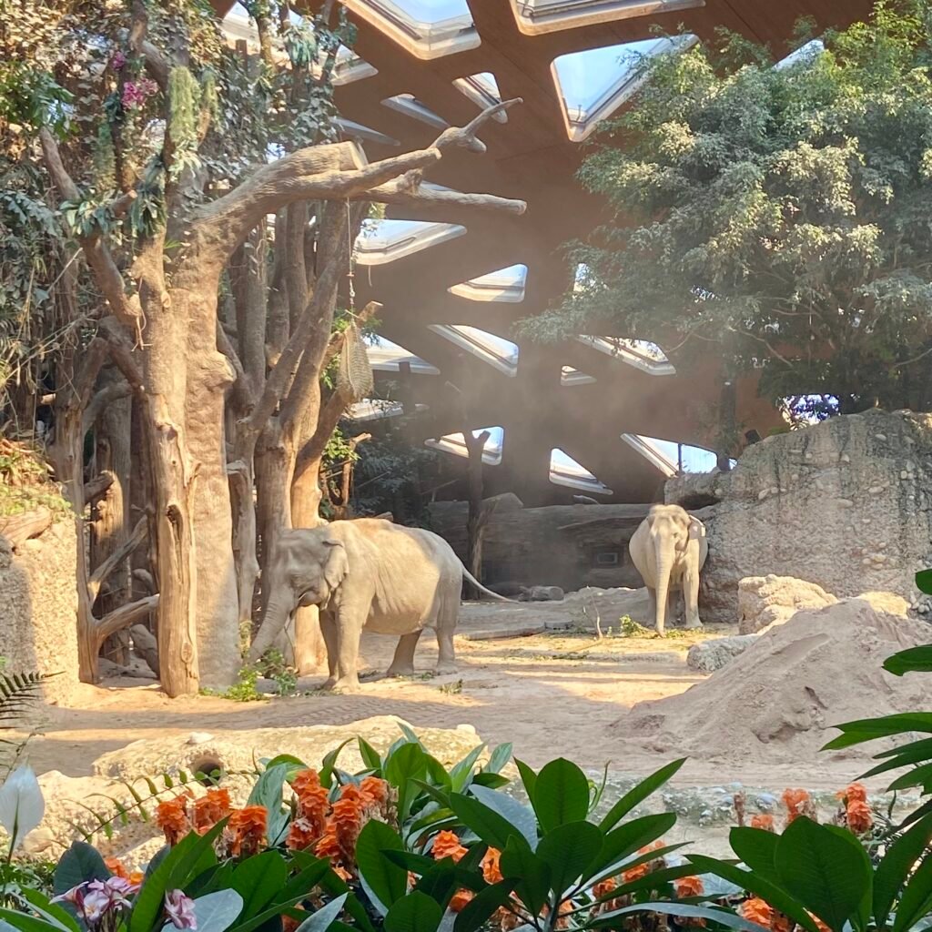 Elephants Visiting Zoo Zürich with Family Animal Encounters, Best Exhibits & Practical Tips⁠