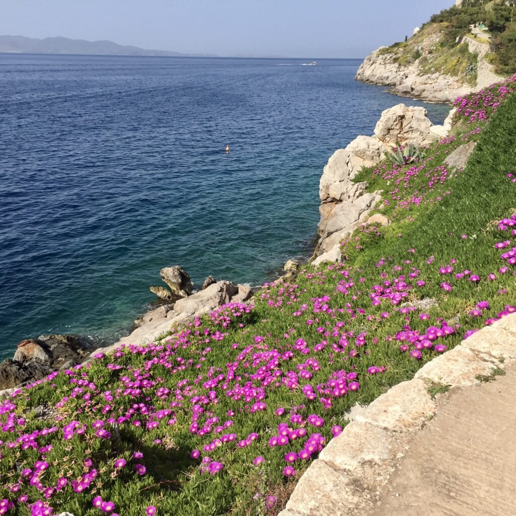 Spring flowers on coastal seaside path on the Greek Island of Hydra