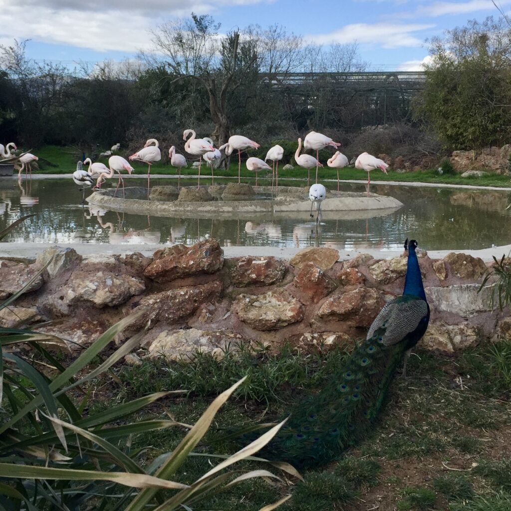 Flamingos and peacock at Attica Zoological Park Day Trips from Athens for Families