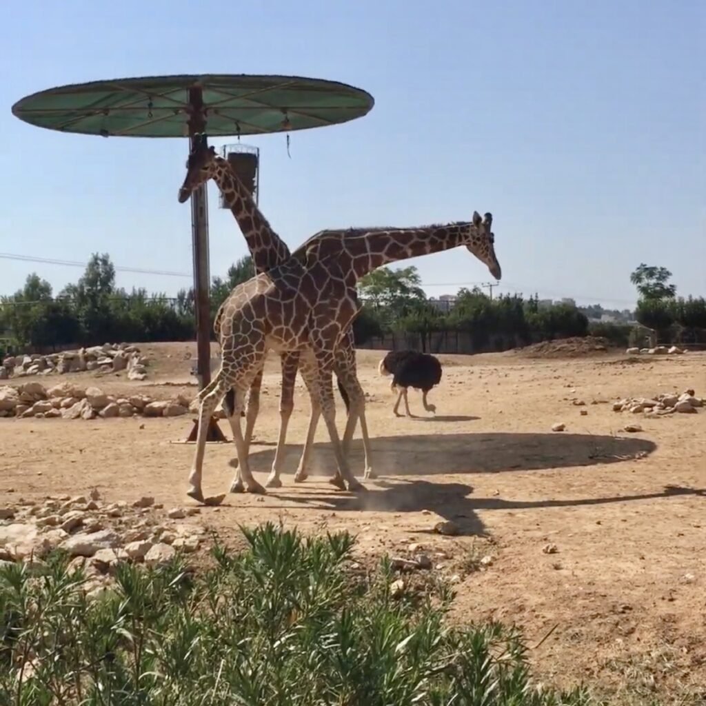 Giraffe and Ostrich at Attica Zoological Park Day Trips from Athens for Families