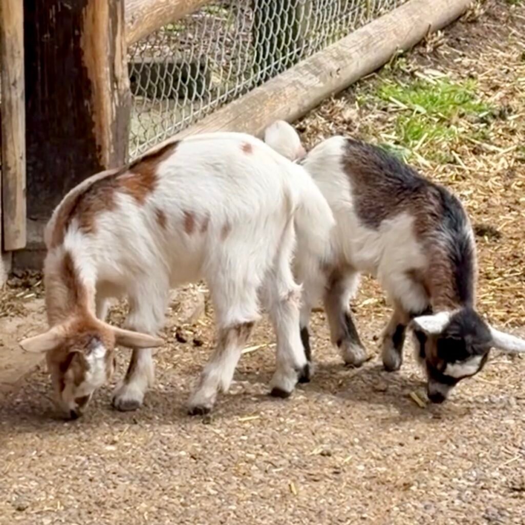 Baby goats farm animals at Wirtschaft Trumpf-Buur Family Day Trip Near Lucerne Switzerland