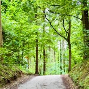 Forest path at Wirtschaft Trumpf-Buur Family Day Trip Near Lucerne Switzerland