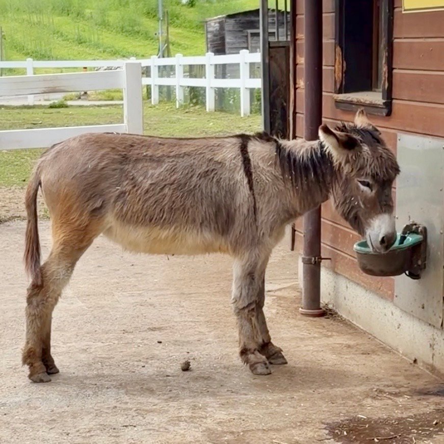 Donkeys farm animal at Wirtschaft Trumpf-Buur Family Day Trip Near Lucerne Switzerland
